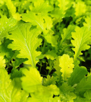 Nature et Saveurs - Ferme Aquaponique et Permacole Astérienne - Jeunes feuilles de Wasabino — fraîcheur vive et relief épicé