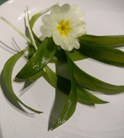 Rébecca les Jolies Fleurs - Jeune pousse d'Ail des ours