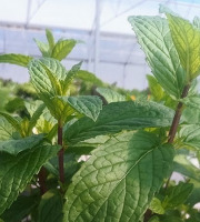 Nature et Saveurs - Ferme Aquaponique et Permacole Astérienne - Menthe Sauvage Astérienne (Bouquet Frais) 100g