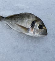Pêcheur Toni  Micheau - Daurade Royale Sauvage De Méditerranée - Une Pièce De 350g