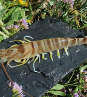 Gambas Impériales de France - Très Grosses Gambas Impériales Vivantes 1kg