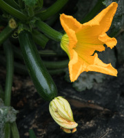 Maison Argentain - Courgette Longue - 900g