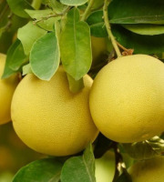 Les Hespérides - Coopérative de la Riviera Française - Pomelos blanc 5kg