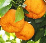 Les Hespérides - Coopérative de la Riviera Française - Orange amère 5kg