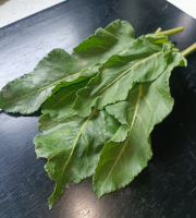 Rébecca les Jolies Fleurs - Légumes verts : Bette maritime