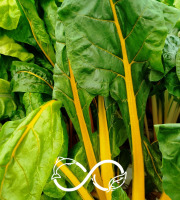 Nature et Saveurs - Ferme Aquaponique et Permacole Astérienne - Blette Jaune Pamella