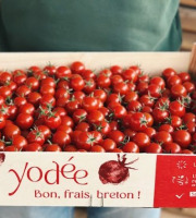 Agriloops - Tomates cerises allongées – Poly 3 kg