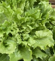 Le Potager de Sainte-Hélène - Salade Scarole