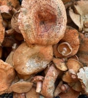Des Poules et des Vignes à Bourgueil - Lactaire délicieux