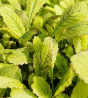 Nature et Saveurs - Ferme Aquaponique et Permacole Astérienne - Jeunes feuilles de moutarde Osaka — intensité et finesse japonai