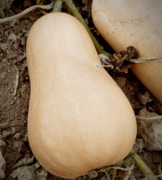 Ferme Joos - Butternut 1,1 Kg