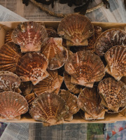 Thalassa Tradition - Coquilles St Jacques vivantes Normandie - 10 kg