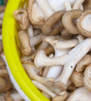 Les champignons de Vernusse - Pleurotes gris frais - 1kg