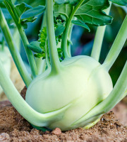 Nature et Saveurs - Ferme Aquaponique et Permacole Astérienne - Chou-rave blanc aquaponique – croquant, frais et subtil