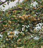 Ferme Sinsac - [Précommande] mirabelles fraiches en sachet kraft de 1kg