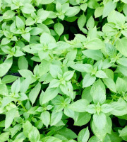 Maison Argentain - Basilic Citron Vert - 70g