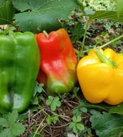 Aux Jardins des Colibris - Poivrons de couleurs - Bio