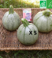 LES JARDINS DE KARINE - Courgette 'Ronde de Nice' - 5kg