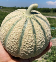 Les Champs Paradis - melon type charentais