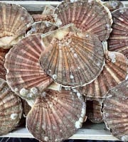 Armement Providence - Coquilles St Jacques Entières Vivantes de la Baie de St Brieuc 13kg