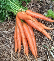 Aux Jardins des Colibris - Botte de carottes nouvelles Bio