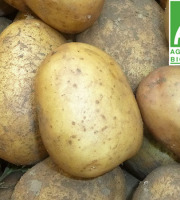 Mon Petit Producteur - Pomme De Terre Nicola - Variété À Chair Ferme