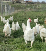 La Ferme d'Autrac - [Précommande] Poularde de Noël BIO 2,1 - 2,3 KG