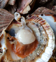 Saint Kerber - Cancale - Coquilles Saint Jacques de plongée 3kg