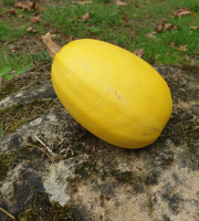 La Ferme de Milly - Anjou - COURGE SPAGHETTI-BIO