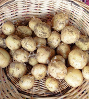 La Ferme de Milly - Anjou - pommes de terre nouvelles - BIO - 1kg