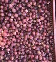 La Ferme des petits fruits - [SURGELÉ] Groseilles à maquereaux BIO - 1KG