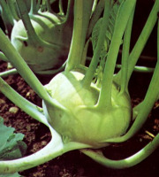 Les Jardins de Mondpa - chou rave