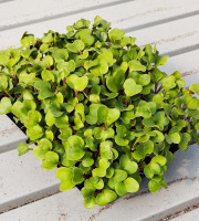 Nature et Saveurs - Ferme Aquaponique et Permacole Astérienne - Micropousse de radis vert – coupée fraîche, prête à l’emploi