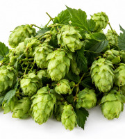 Naturélium - houblon sauvage