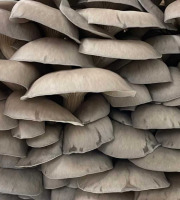 Naturélium - Le pleurote en huître (Pleurotus ostreatus) 500g