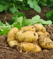 La Ferme de Goas Per - 500gr Pomme de terre nouvelle