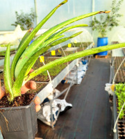 Nature et Saveurs - Ferme Aquaponique et Permacole Astérienne - Aloe Vera en Pot