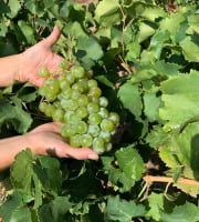 Délit de Gourmandise - Raisin Muscat Blanc du Roussillon Bio - 3kg