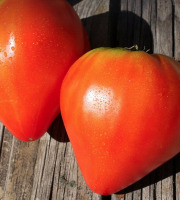 ChâteauFer - Tomate ancienne - Assortiment