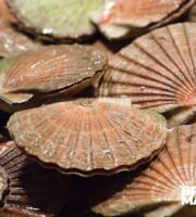 Brest Marée - Coquilles St Jacques entières de la Baie de Morlaix- 6kg