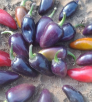 HERBA HUMANA - Piment Jalapeno Pourpre - 300g