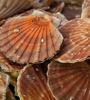 Buccimarée Producteurs Associés - Coquille Saint-jacques vivantes  - 2kg