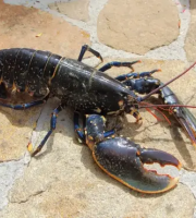 Brest Marée - Homard Européen vivant - pièce de 1.2kg