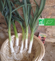 LES JARDINS DE KARINE - Poireaux nouveaux fins - 1 botte de 5