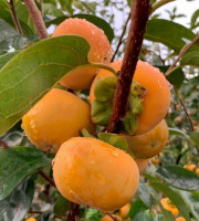 L’Oliveraie du Coudon - KAKI POMME 1Kg