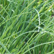 Agriloops - Ciboulette Agriloops - 11 g