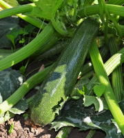 Le Châtaignier - Courgette 1kg