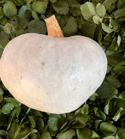 Cressonnière de Montmirault - Courge Bleue de Hongrie