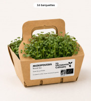 Ma Micropousse culinaire - Micro-pousses bio de brocoli – 16 barquettes