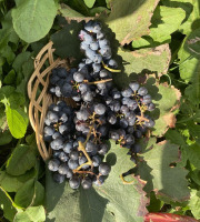 Des Poules et des Vignes à Bourgueil - Raisins Cabernet Franc